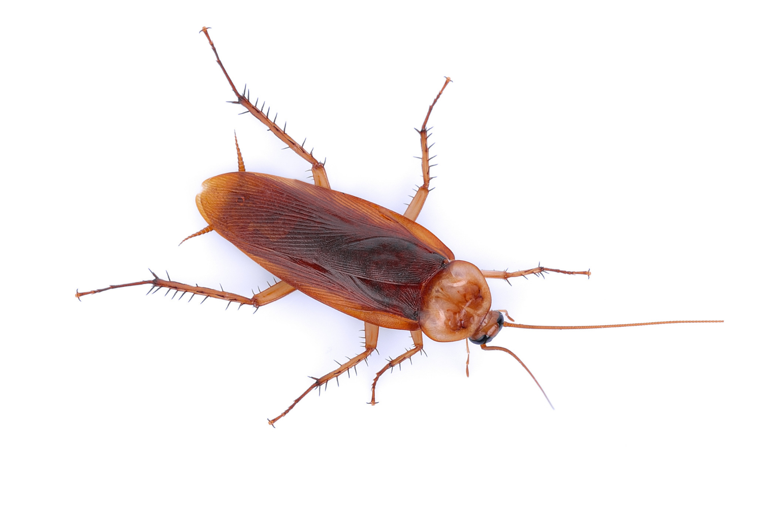 Cockroach Control Treatment - Pest Kings Wildlife And Pest Control