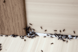 ant infestation in kitchen